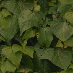 leaf5.jpg