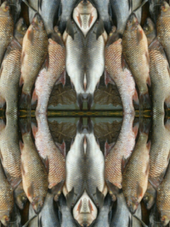 multi fish
